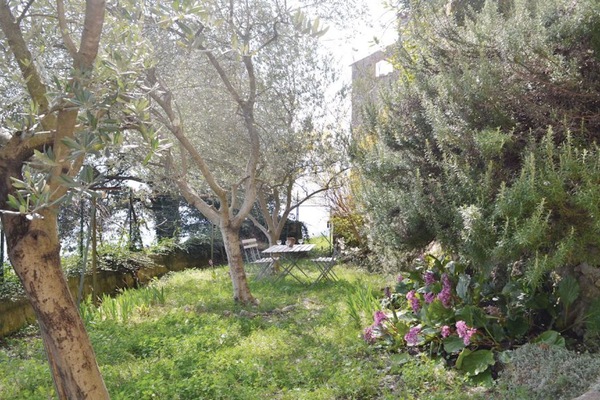 Garden with olive trees