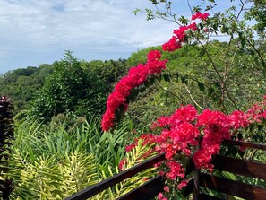 A garden with a wooden fence, lush greenery, and vibrant pink flowers.