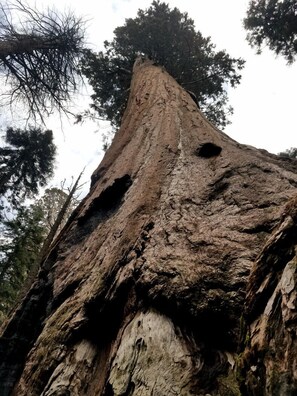 A large tree with a thick trunk and a hollow section. - Awesome house & Kaweah River access and 5 miles to Sequoia Park (Three Rivers)