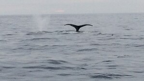 De rug van een walvis boven het water.