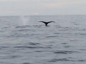 Beach nearby - Luxury Resort Villa That Sleeps 10 (Cabo San Lucas)