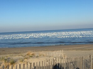 بالقرب من الشاطئ، كراسي للتشمس، مناشف للشاطئ