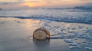 Een schelp op het strand, met een zonsondergang op de achtergrond.