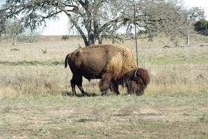 Ein Bison grast auf einem eingezäunten Feld mit spärlicher Vegetation und einigen Bäumen im Hintergrund.