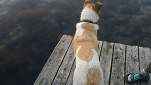 Un chien est assis sur une jetée en bois, surplombant une étendue d’eau.