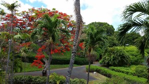 A lush garden with a variety of trees, including palm trees and a tree with red flowers. - Mid-Term Stays in Gorgeous Condo
 Kona, Big Island (Kailua-Kona)