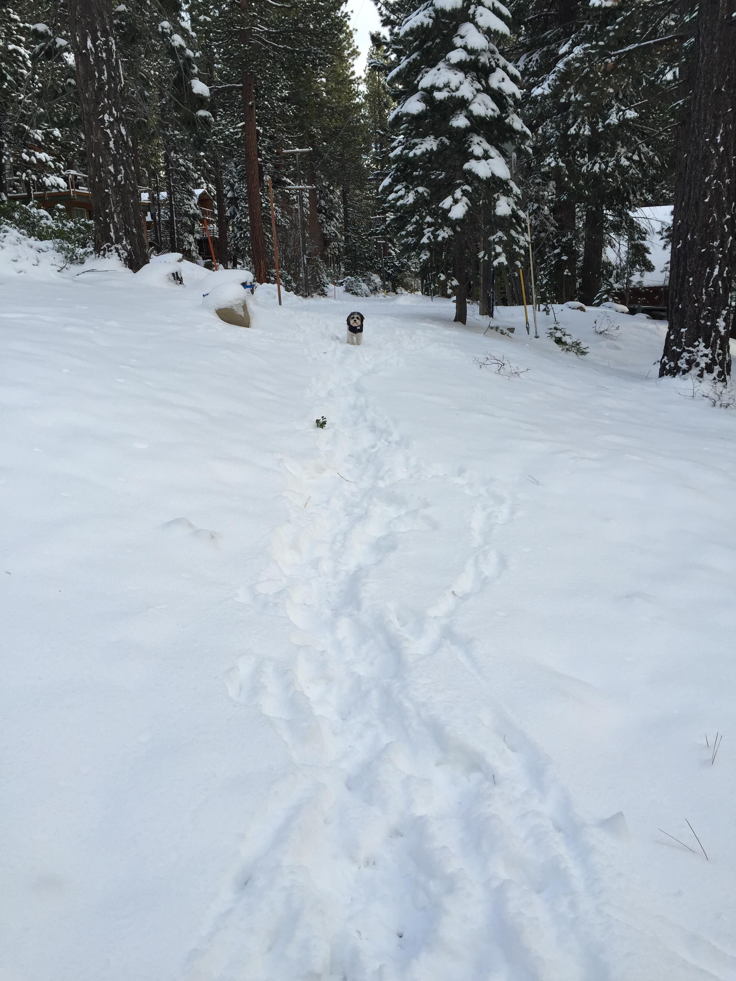 A snowy forest path with a dog walking away from the camera.