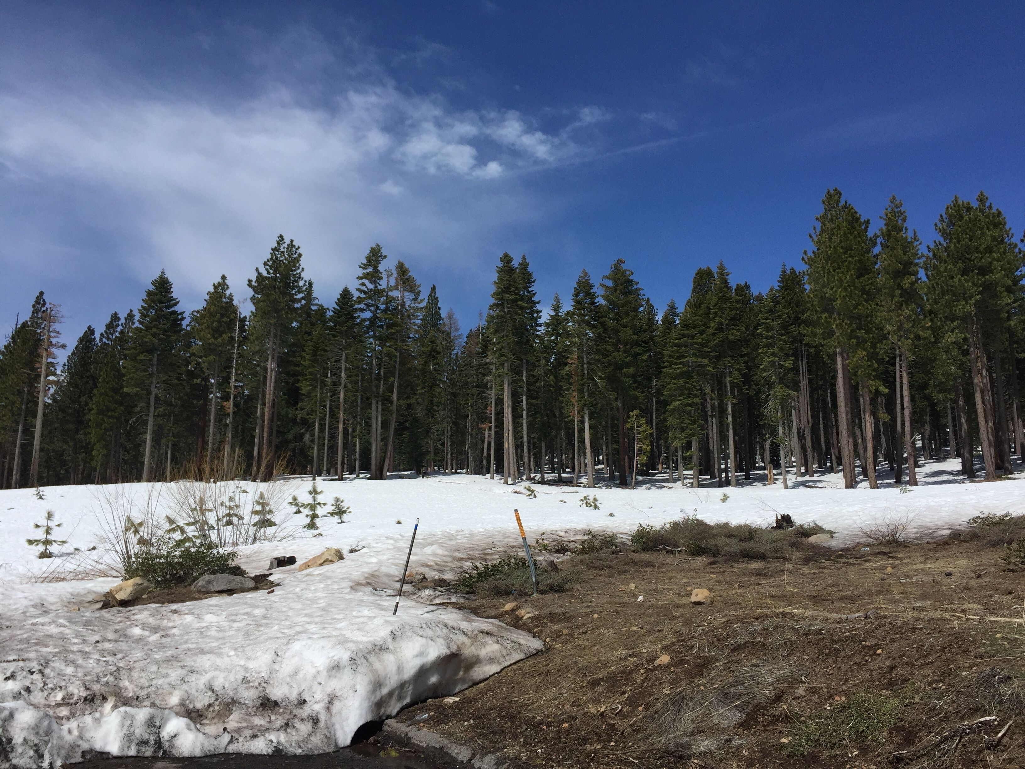 A snowy landscape with a clear sky, a forest of tall pine trees, and a partially frozen water body.