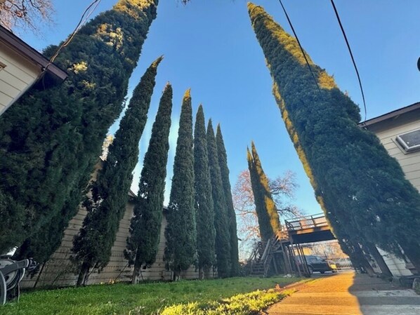 A residential area with tall, narrow trees lining the street, a clear blue sky, and a pathway leading to a house with a porch. - Lake front unit #6 right by the water (Clearlake)