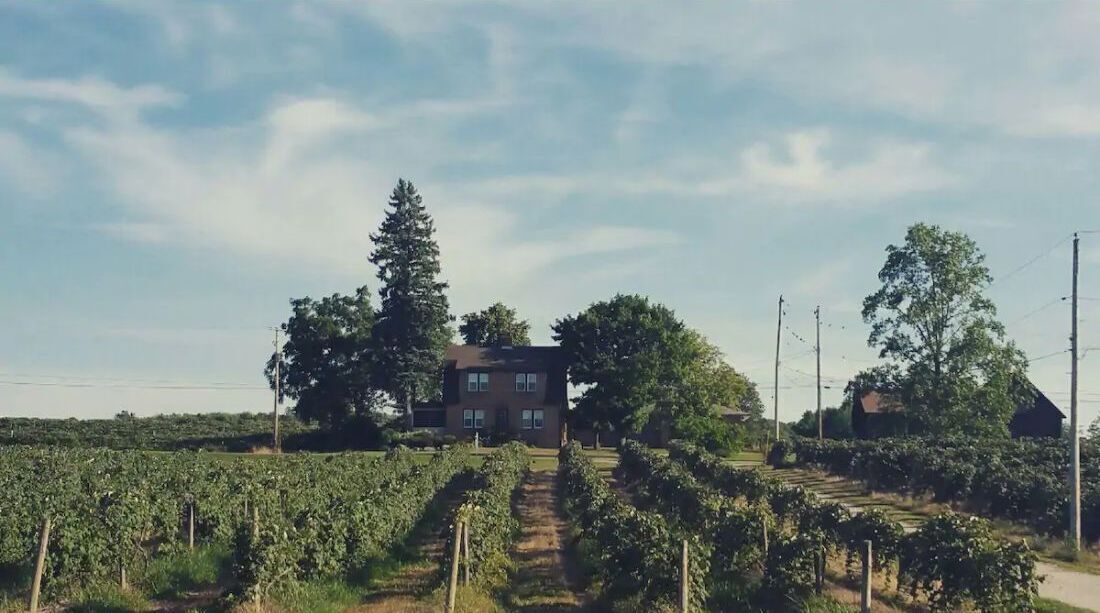 Ein Weinberg mit Reihen von Weinreben und einem Gebäude in der Mitte.