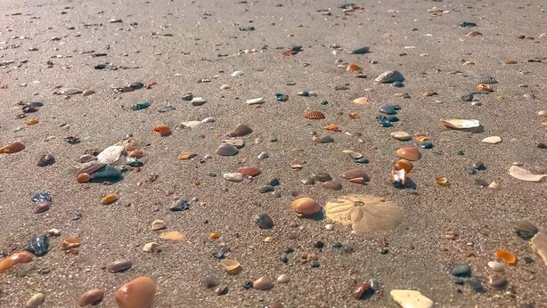 A beach with various seashells scattered across the sand. - Turtle Time - 4 Bd House Near Holden Beach - escape the crowds! (Supply)
