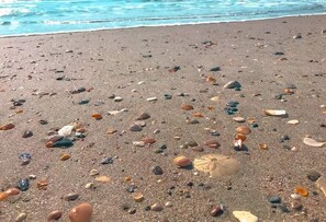 Een strand met verschillende schelpen verspreid over het zand.