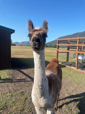 A llama standing in a fenced area with a clear sky and mountains in the background.