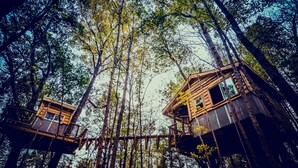 Dos casas en los árboles conectadas por un puente colgante, rodeadas de árboles altos y un cielo despejado.