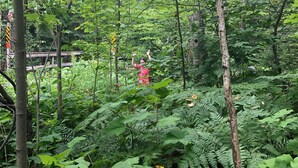 A dense forest with a wooden bridge and a person in a red shirt. - Family Friendly, Located Between Two Ski Hills, cable tv, WiFi, Off Road Parking (Laurium)
