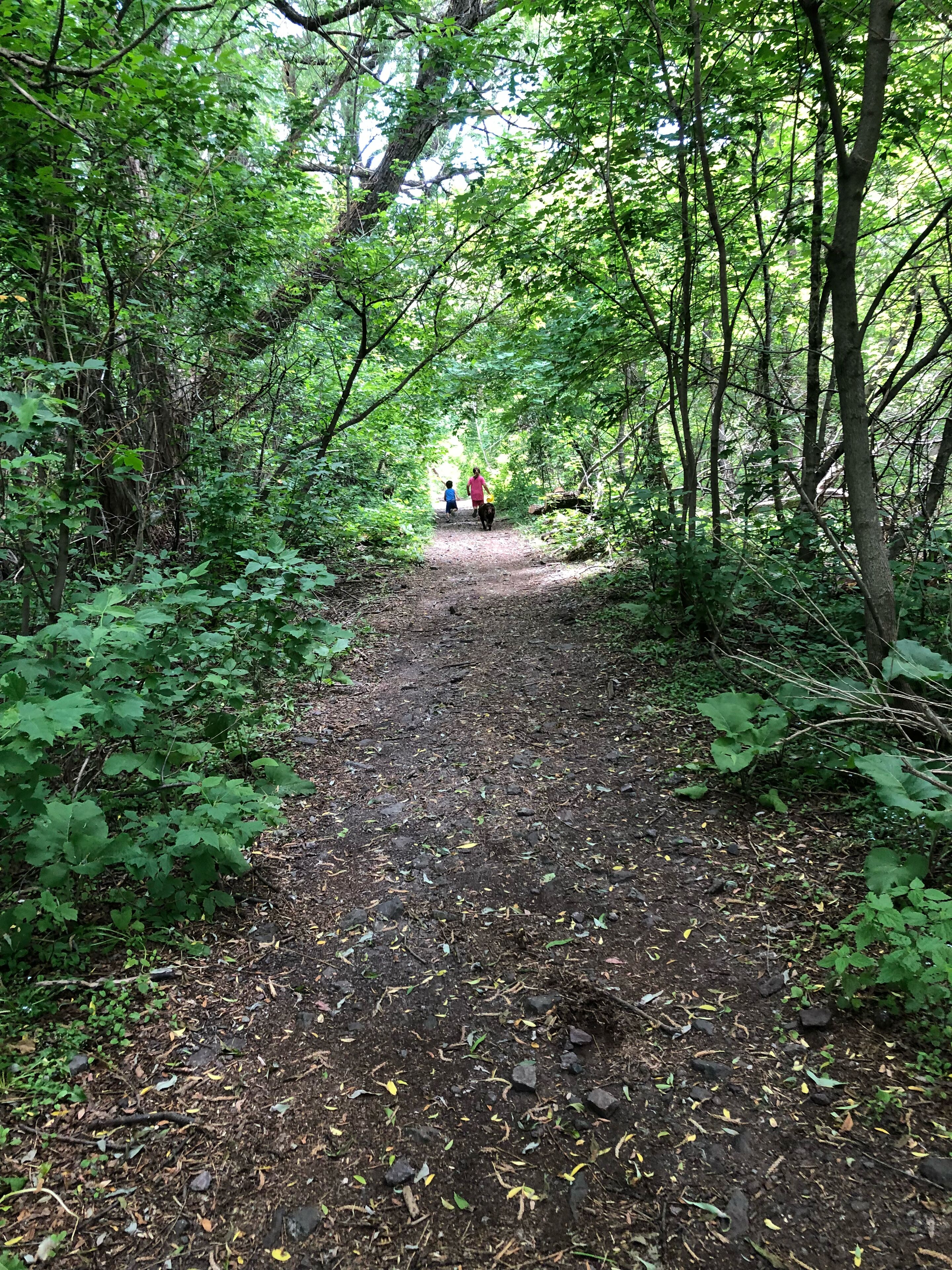 A forested path with dense greenery and trees.