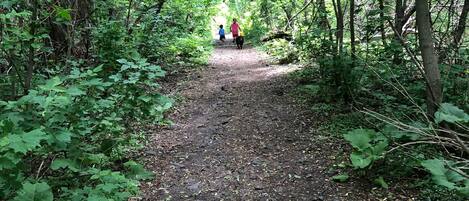 A forested path with dense greenery and trees.