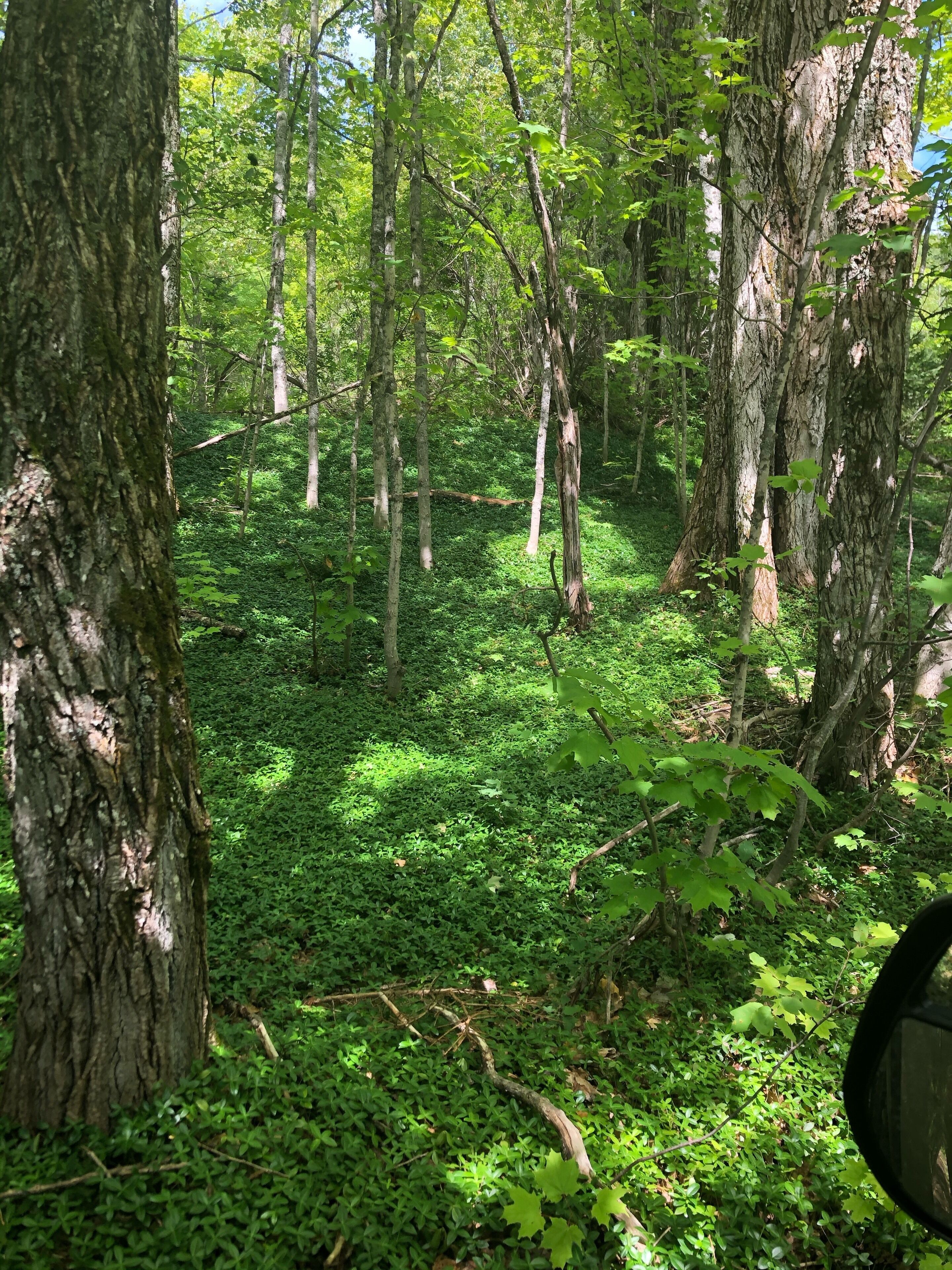 A dense forest with tall trees and a ground covered in green foliage.