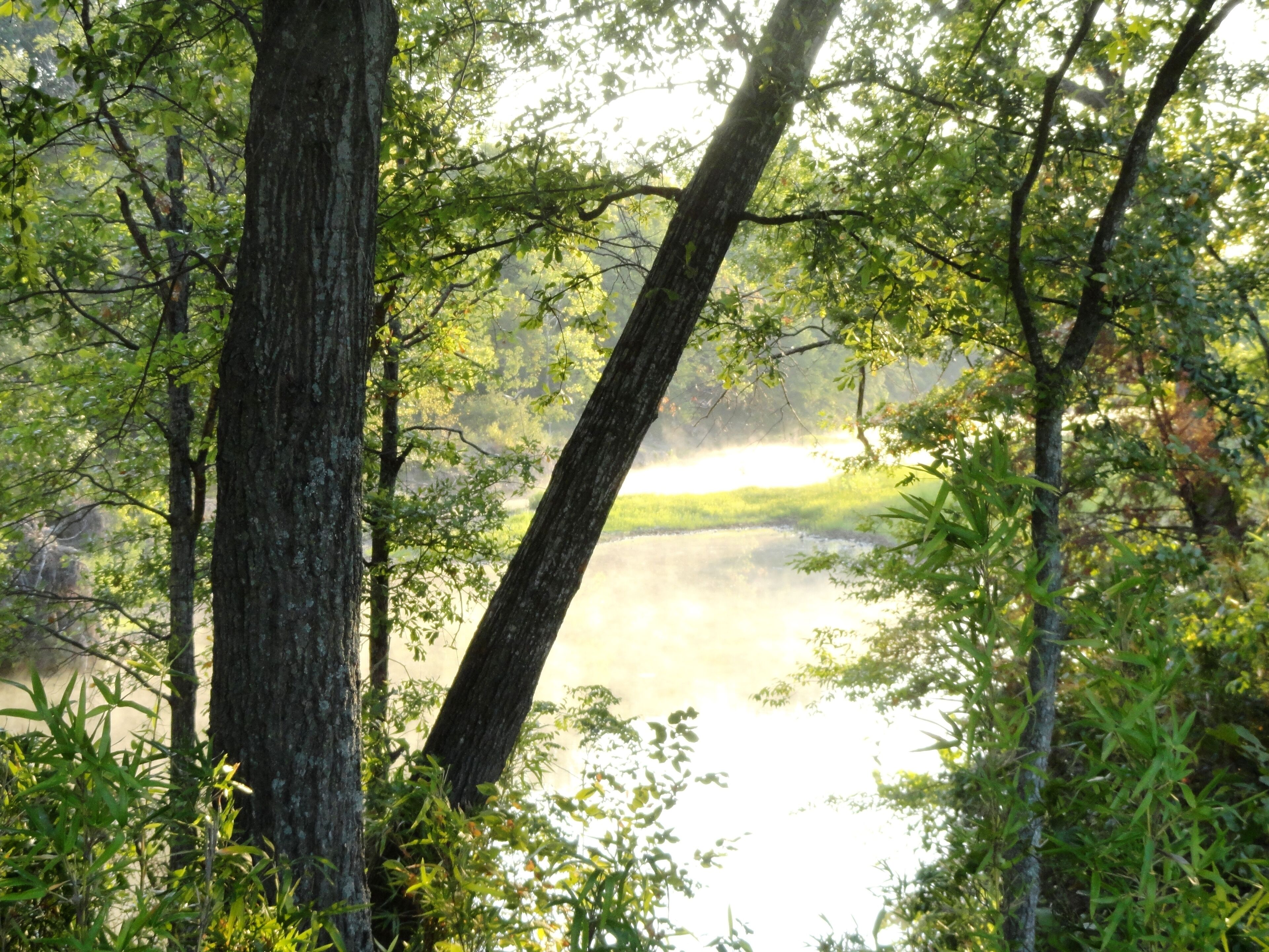 A forested area with a river, trees, and sunlight filtering through.