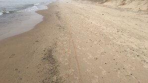 A beach with a sandy shore, footprints, and a forested area in the background. - Beautiful Private Harbert Beach cottage well appointed on a quiet private lane (Harbert)