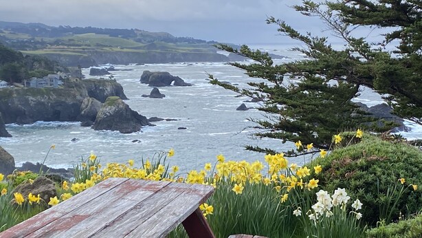 A wooden picnic table with benches, surrounded by yellow daffodils and white flowers, overlooking a coastal landscape with rocky cliffs and the ocean. - Heart Stopping Ocean Views, Secluded Getaway, Whale Watching (Little River)