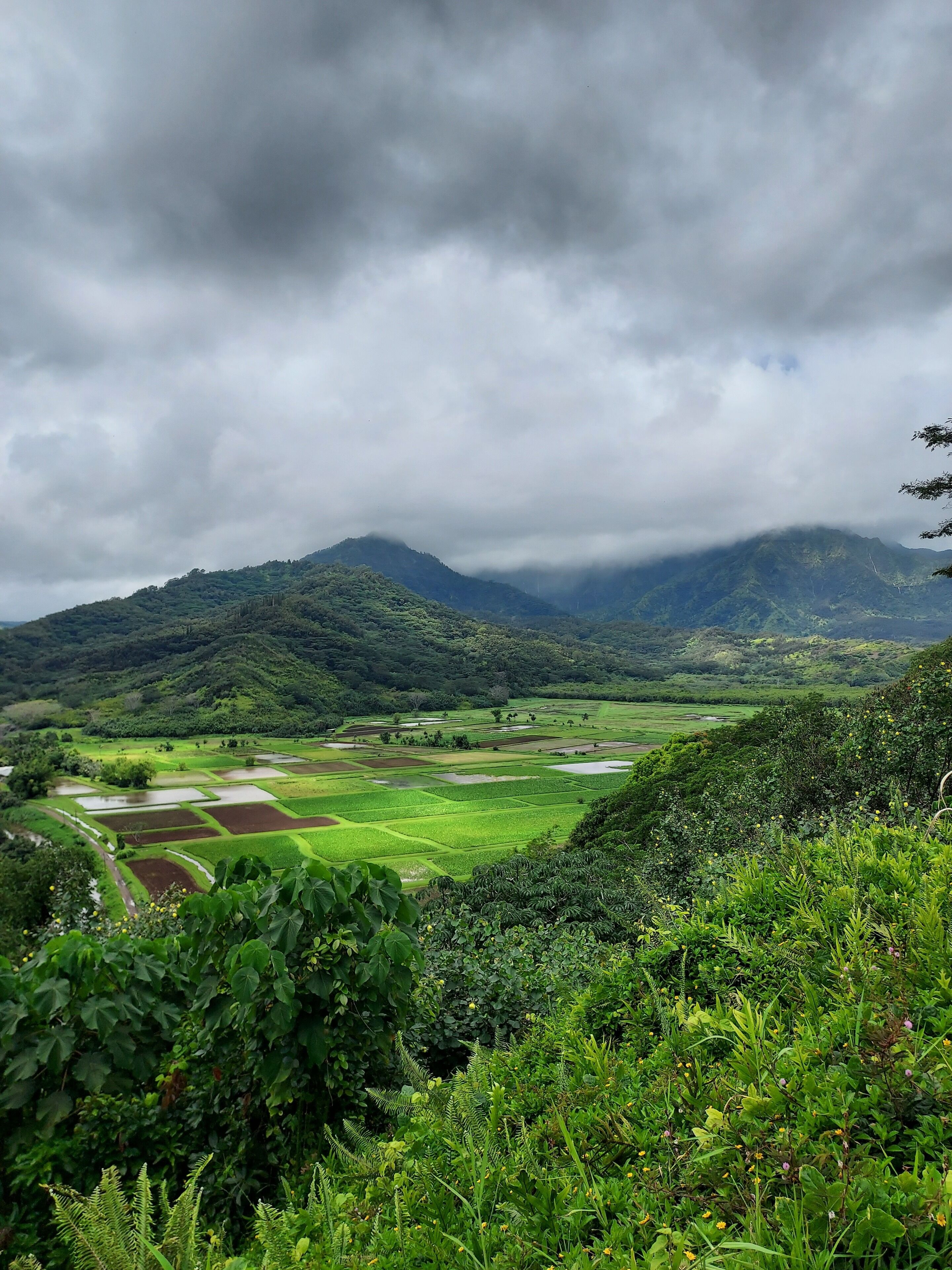 A lush green valley with terraced fields and a mountain range in the background.