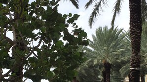 A public fountain area with water jets, surrounded by palm trees and a paved walkway. - Oceanfront -on 7 Mile Beach- 1  Bed-Cayman Reef Resort # 21 Sleeps 4,   (Seven Mile Beach)