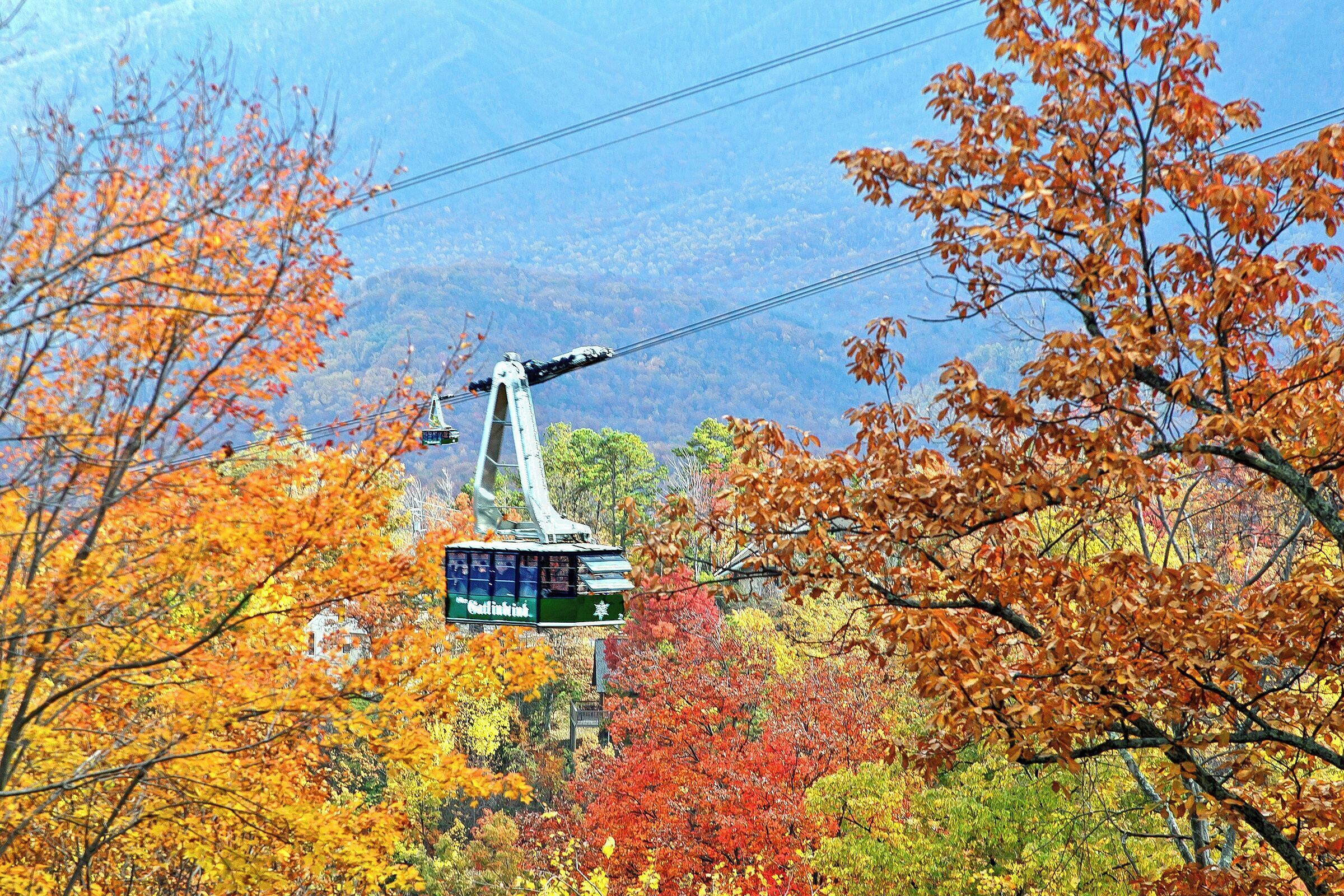 A cable car moving through a forest with autumn foliage.