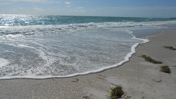A beach with waves gently lapping at the shore, clear skies, and seaweed on the sand. - Coquina Beach Club 110, Beachfront Studio. Booking late summer weeks. (Bradenton Beach)
