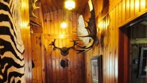 Un interior de madera con una pared estampada con diseño de cebra, una cabeza de venado montada en la pared y una silla de madera.