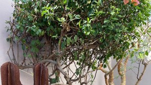 A cactus sculpture in a garden with a tree and a small purple flower.