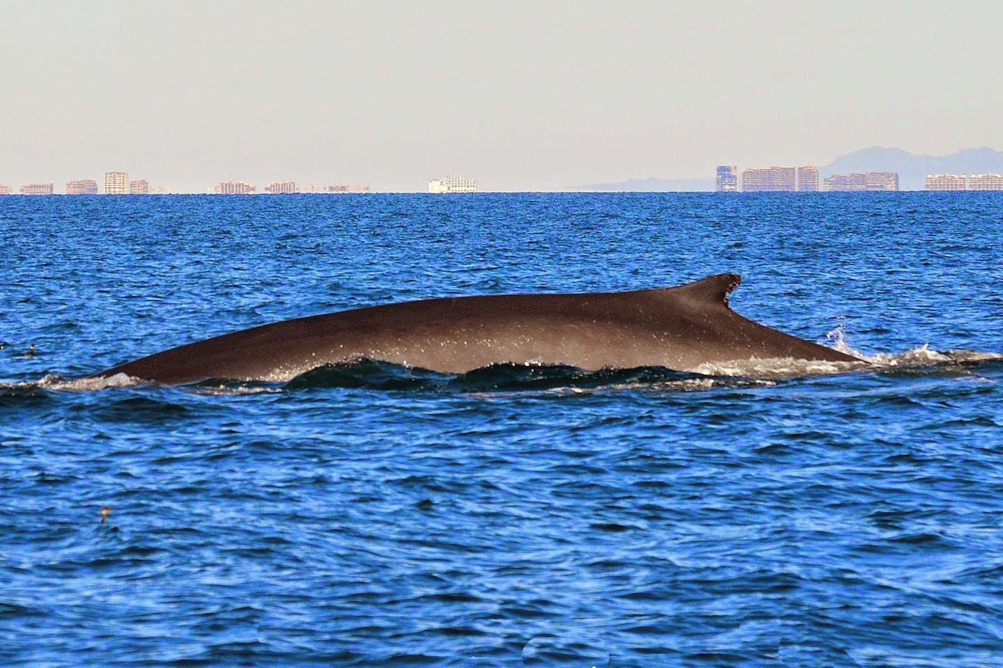 Une baleine nageant dans l’océan, avec des bâtiments en arrière-plan.