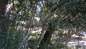 Ein dichter, naturnaher Bereich mit Bäumen und einem Zaun, vermutlich ein Park oder Garten.