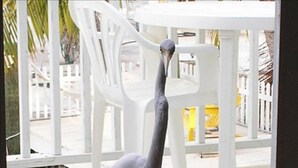 Un oiseau blanc, vraisemblablement un héron, se tient sur une terrasse en bois, avec des chaises blanches et un objet jaune en arrière-plan.