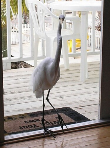 Conch Key Landing;  three waterfront apartments on Florida Bay
