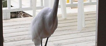 Conch Key Landing;  three waterfront apartments on Florida Bay