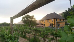 Viñedo con hileras de vid y un edificio amarillo al fondo.