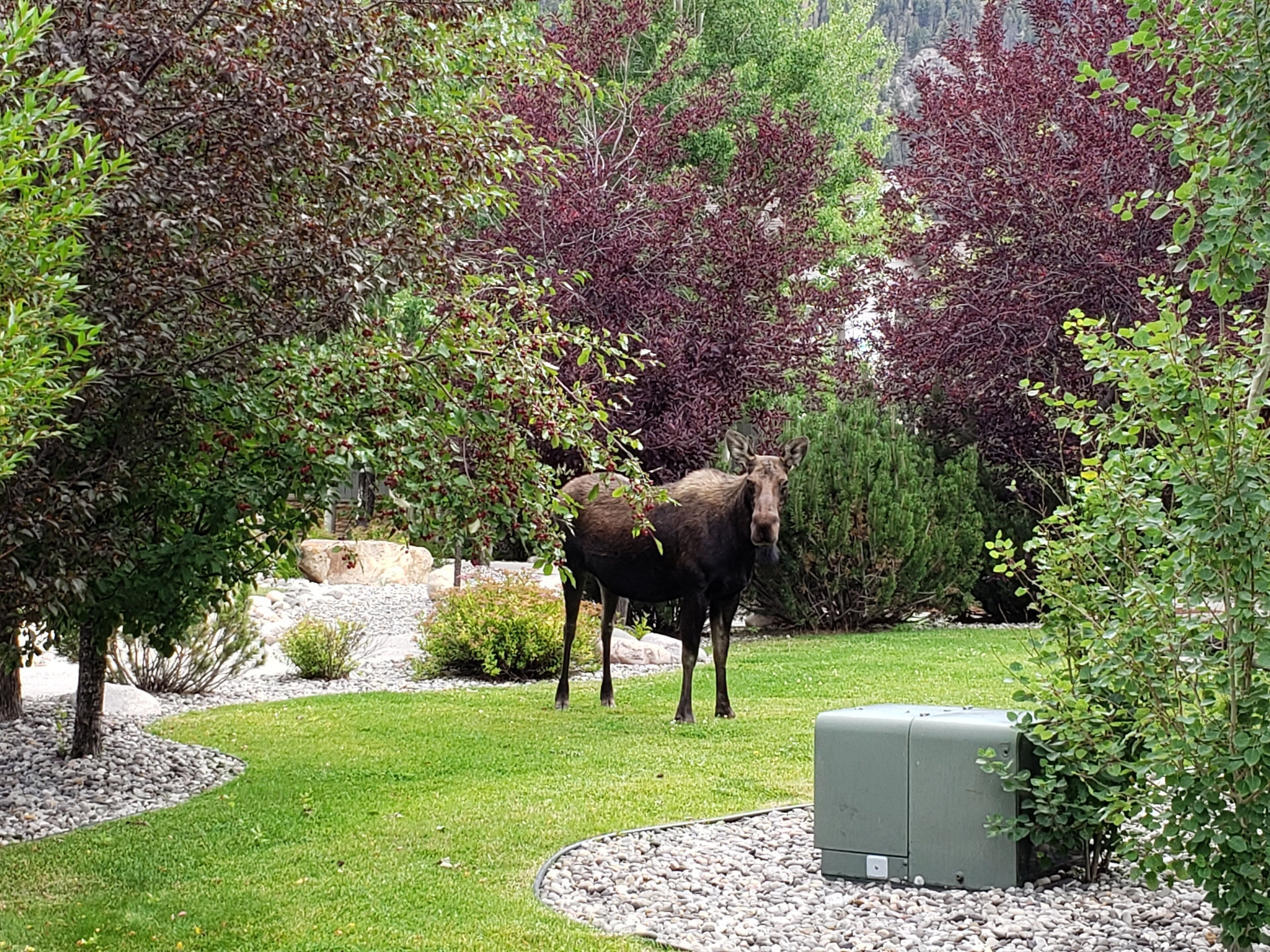 A moose in a landscaped garden with trees and a gravel path.