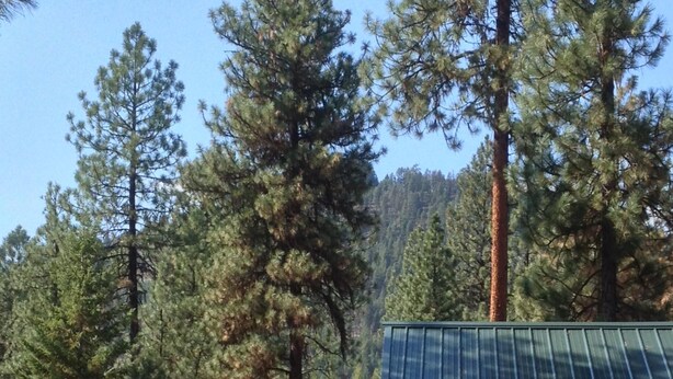 A rustic cabin with a porch, surrounded by tall pine trees.