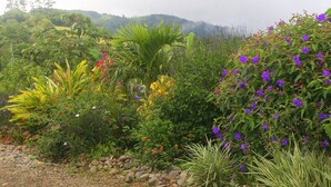 Un jardín exuberante con diversas plantas y flores, un camino de piedra y montañas al fondo.