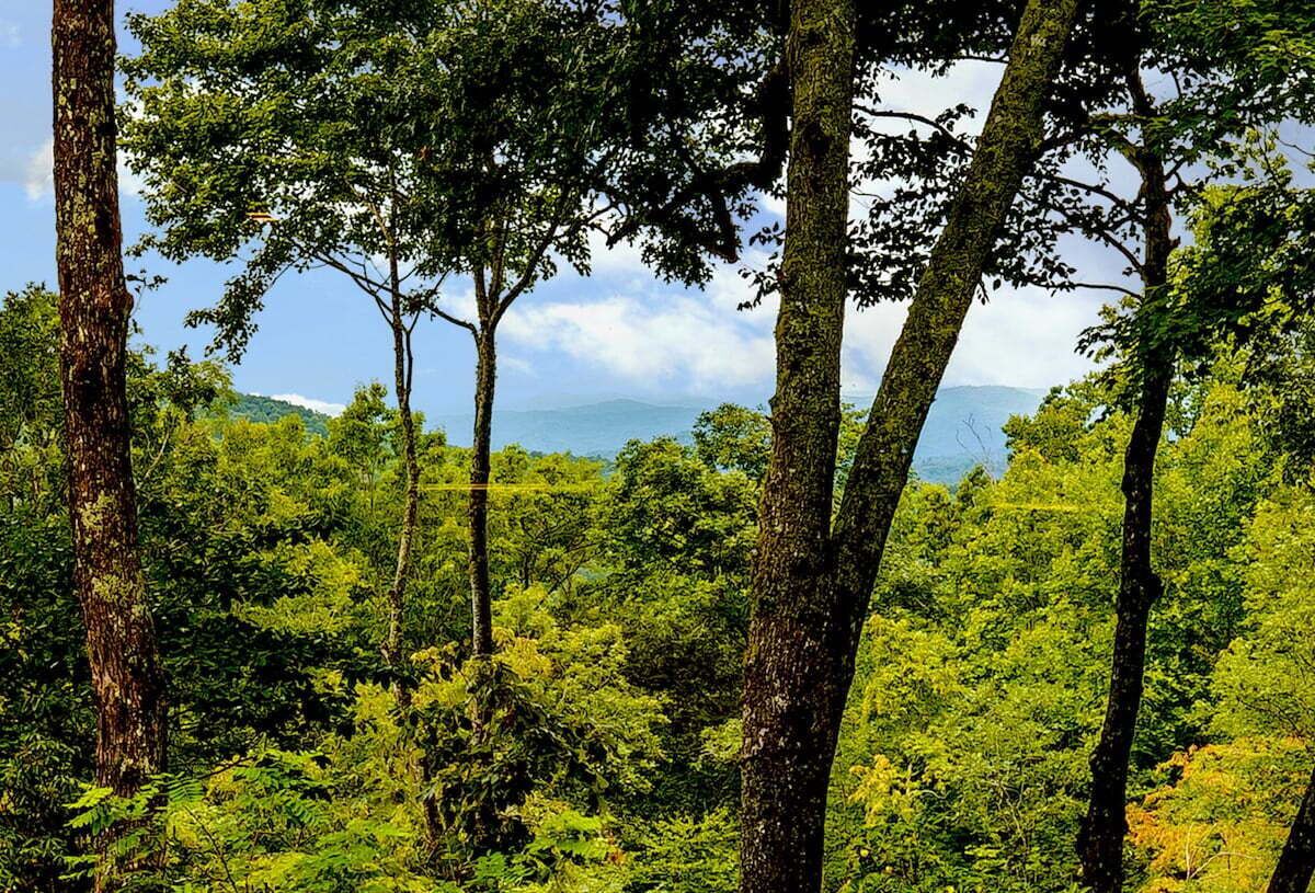 Ein dichter Wald mit hohen Bäumen und einem entfernten Blick auf ein Gebirge.