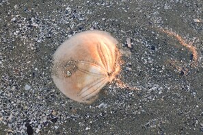 In Strandnähe