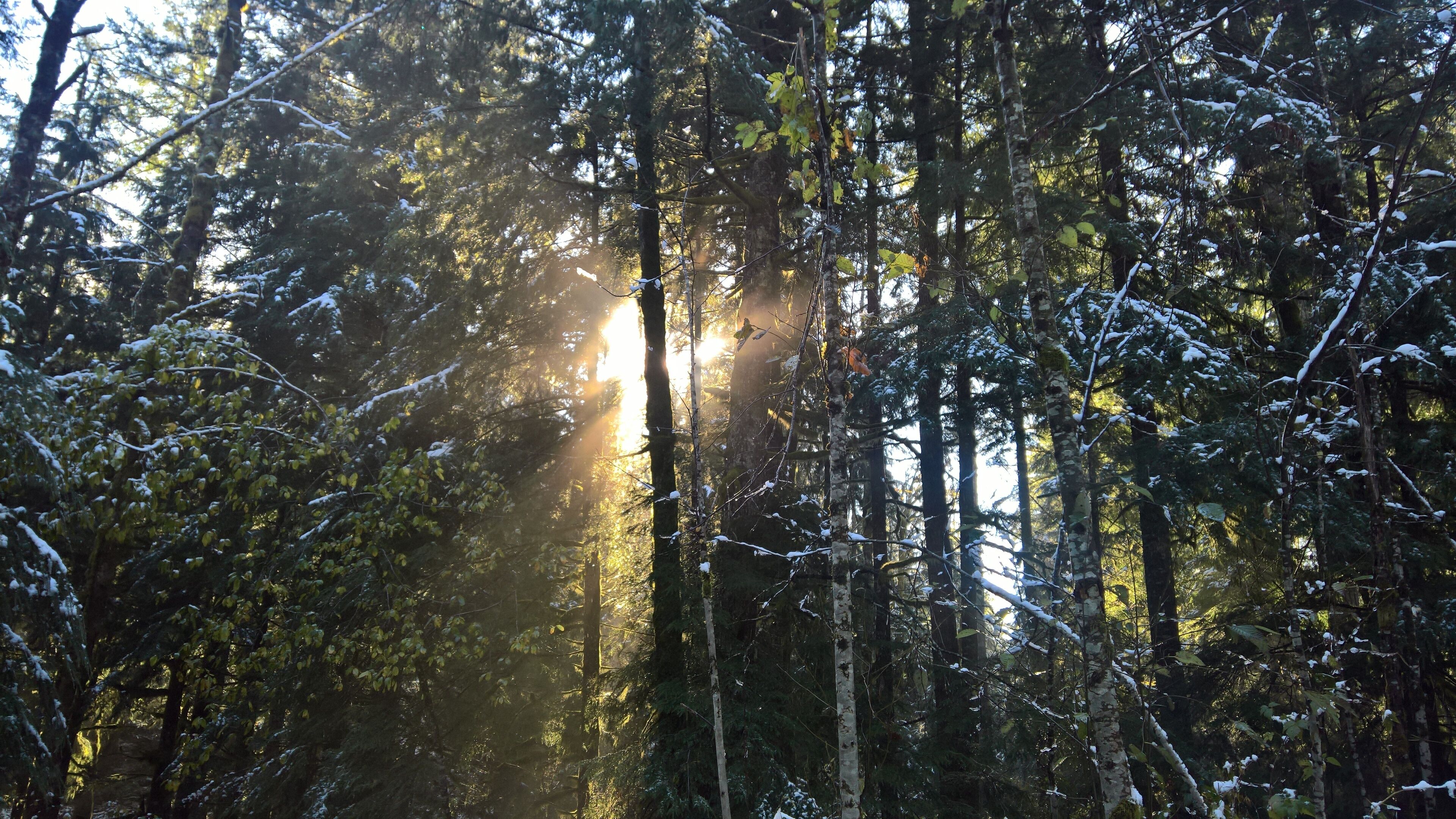 Une forêt dense, avec de grands arbres et la lumière du soleil qui filtre à travers les branches.