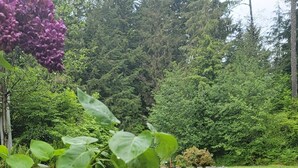 Ein Garten mit einem Pfad und violetten Blumen.