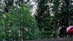 Ein Schwimmbecken, umgeben von einer Steinmauer, mit verschiedenen Pflanzen und Bäumen im Hintergrund.