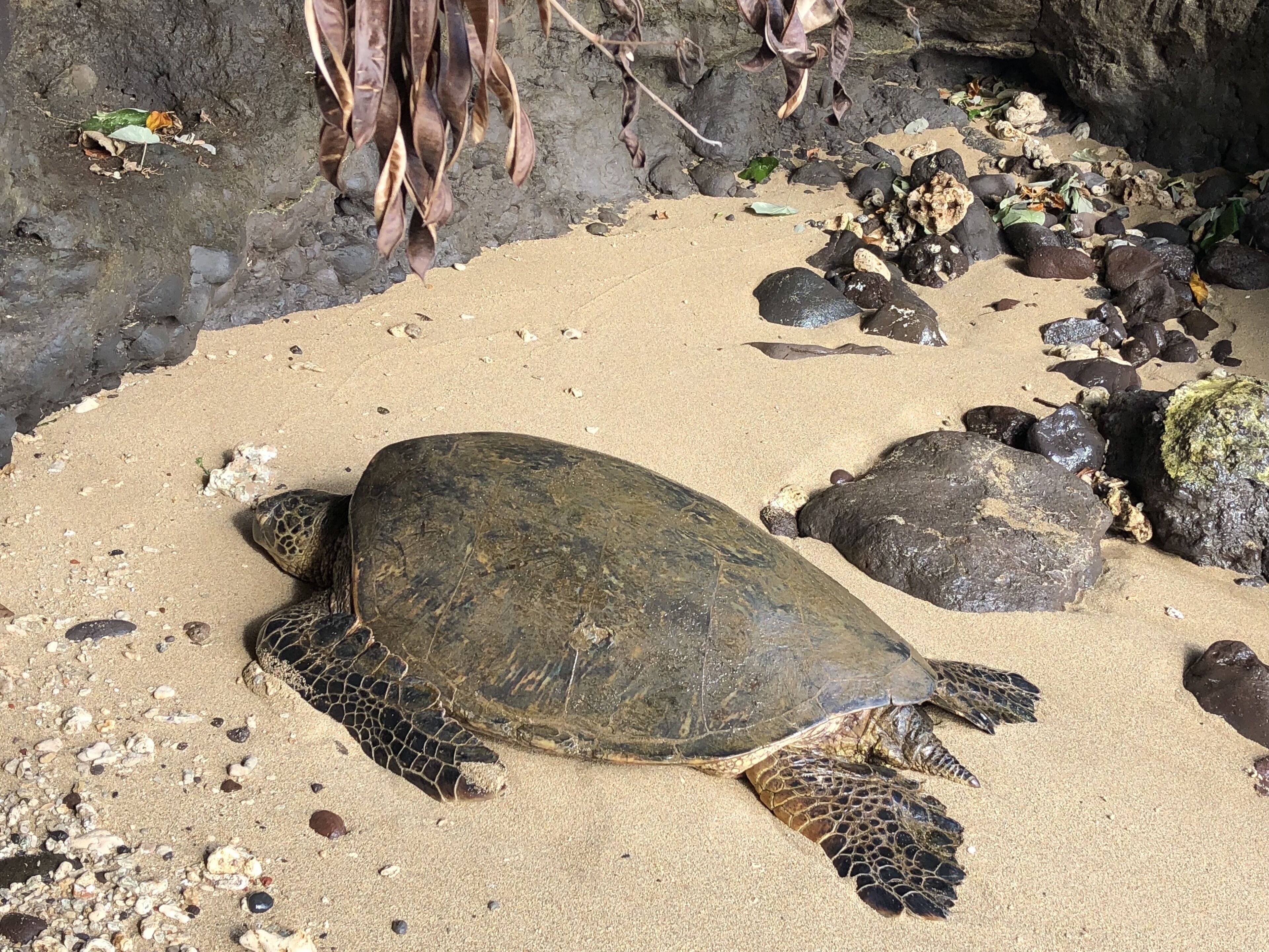A sea turtle on a sandy beach with rocks and seaweed.
