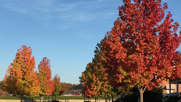 Une rue résidentielle bordée d’arbres aux feuilles aux couleurs automnales.