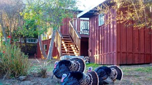 A rustic barn with a wooden staircase leading to a porch. - The Redwood Hearts Cottage in Cambria (Cambria)