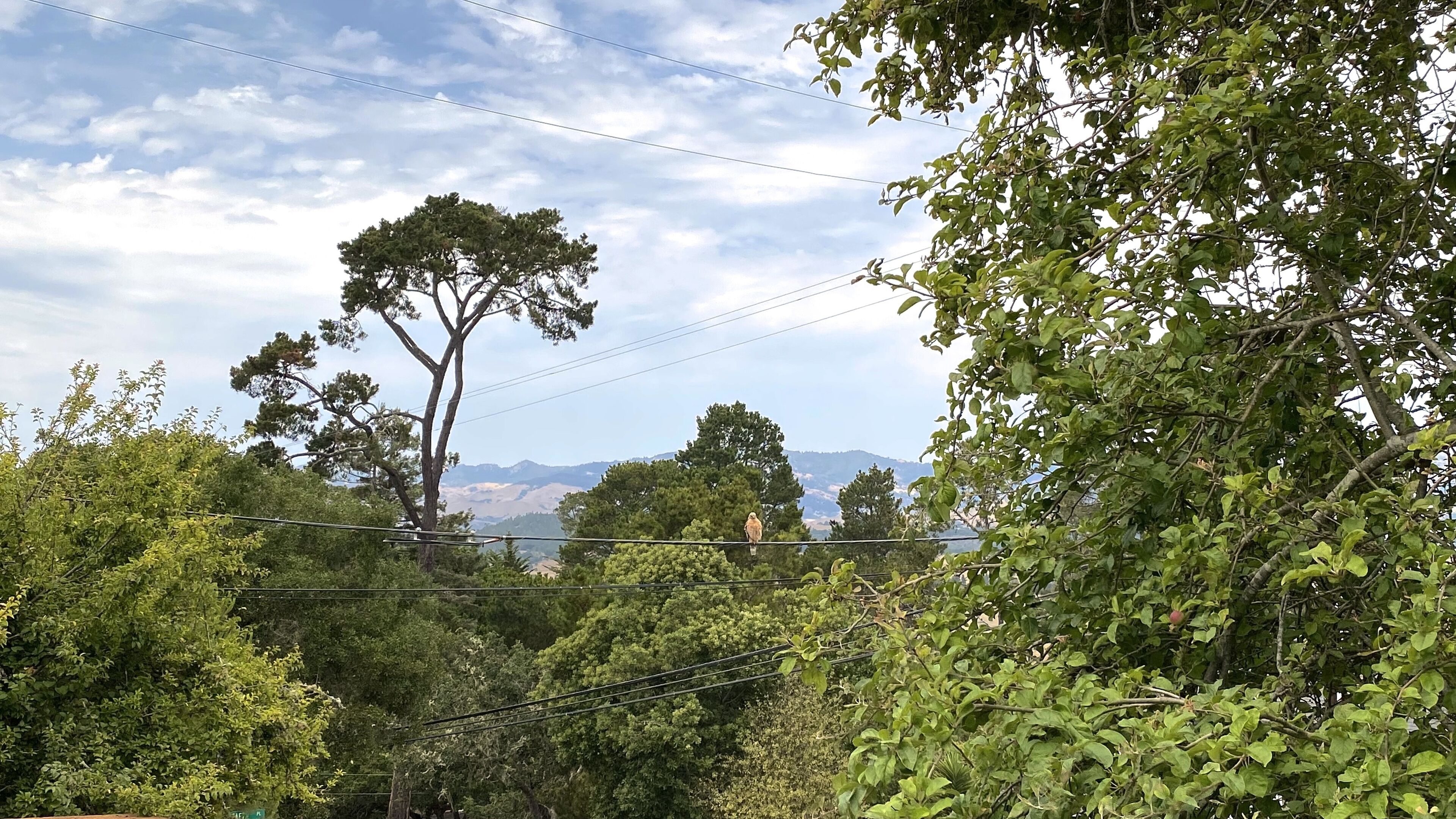 A lush green landscape with dense foliage and a prominent tree in the foreground.
