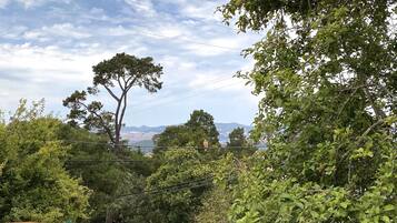 A lush green landscape with dense foliage and a prominent tree in the foreground.